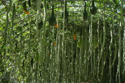 Full frame shot of bamboo trees in forest