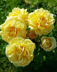 Close-up of yellow flower in park