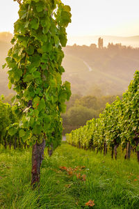Vineyard with vines in dawn with fog in portrait format