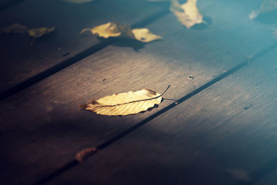 Close-up of dry leaf on wooden table