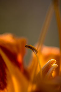 Close-up of day lily