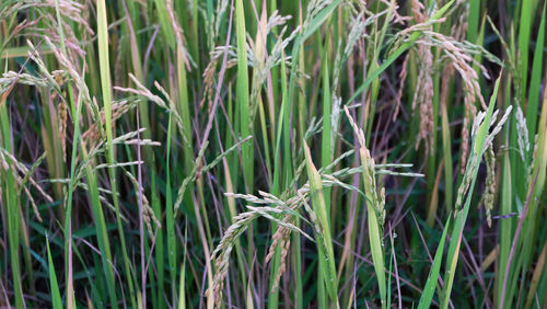 Full frame shot of bamboo plants