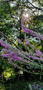 Purple flowering plant