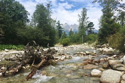 Scenic view of river in forest against sky