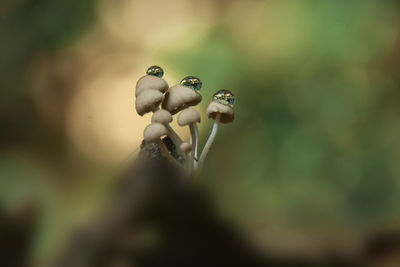 Close-up of a mushroom