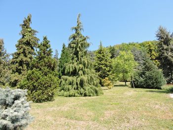 Trees on field against clear blue sky