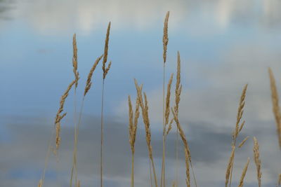 Close-up of grass growing in field