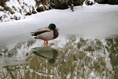 Duck swimming in lake during winter