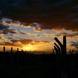 Silhouette of trees at sunset