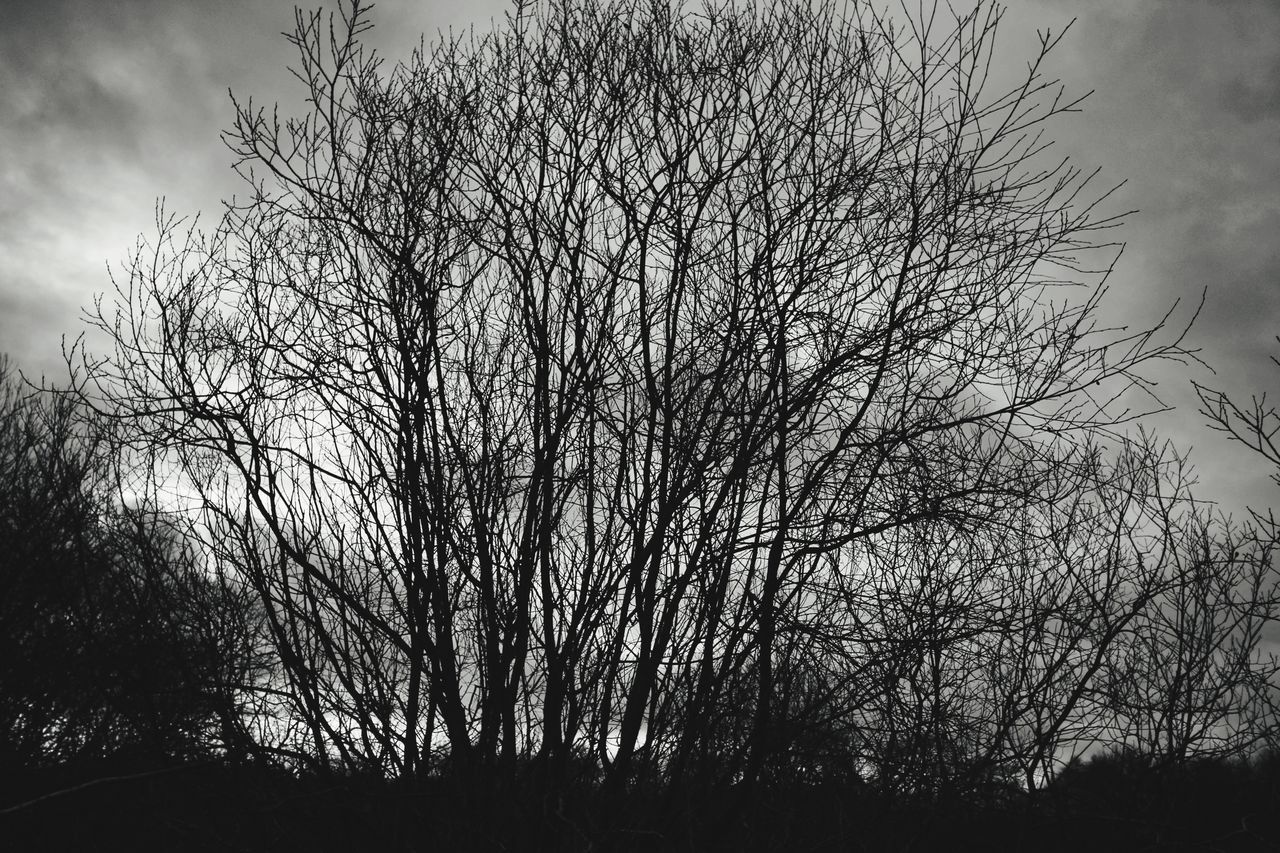 SILHOUETTE OF BARE TREES AGAINST SKY