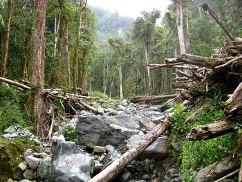 Rocks amidst trees in forest