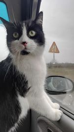 Close-up portrait of cat sitting against sky