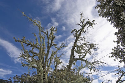 Low angle view of tree against sky