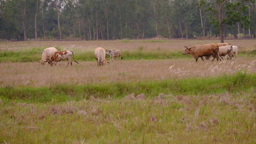 Horses in a field