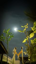 Close-up of bird perching on tree at night