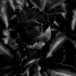 Close-up of rose flower