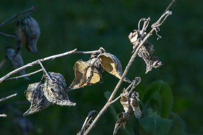 Close-up of dry leaves on branch