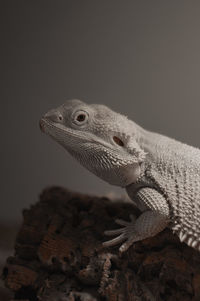 White bearded dragon