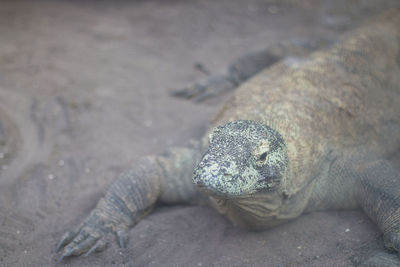 Komodo dragon in a zoo.