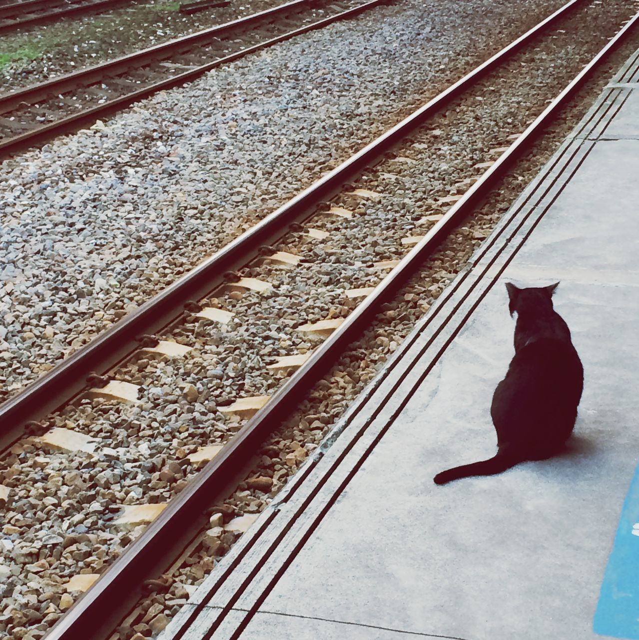 railroad track, men, high angle view, standing, lifestyles, animal themes, rear view, full length, rail transportation, leisure activity, railing, one animal, casual clothing, transportation, day, walking, domestic animals, metal