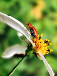 Close-up of insect pollinating on flower