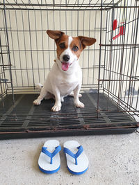 High angle portrait of puppy sitting outdoors