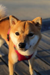 Close-up portrait of dog looking at camera