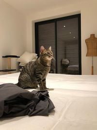 Cat sitting on bed at home