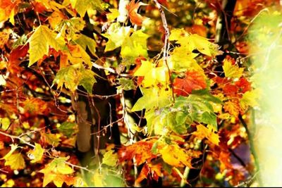 Close-up of leaves on twig