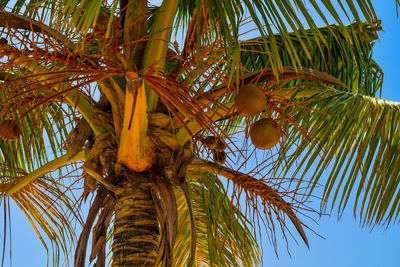 Low angle view of palm tree against sky