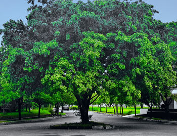 Road passing through trees