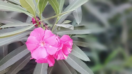 Close-up of pink flowers