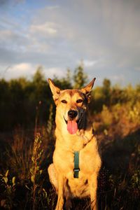 Portrait of a dog on field