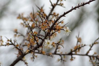 Low angle view of cherry blossoms in spring