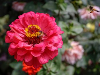 Close-up of pink flower