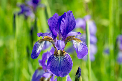 Close-up of purple iris flower