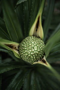 Close-up of fruit growing on plant