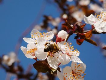 Close-up of insect on cherry blossom against sky