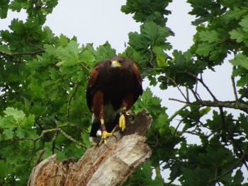 Low angle view of bird perching on tree trunk