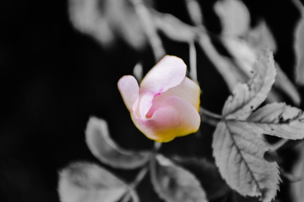 flower, petal, fragility, flower head, freshness, growth, beauty in nature, close-up, single flower, focus on foreground, leaf, blooming, nature, plant, pink color, in bloom, selective focus, blossom, rose - flower, outdoors