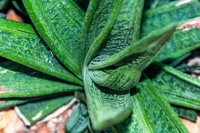 Close-up of raindrops on leaves