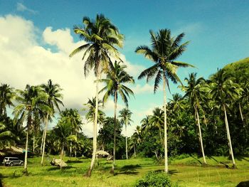 Low angle view of palm trees against sky