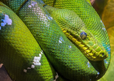 Close-up of lizard on leaf