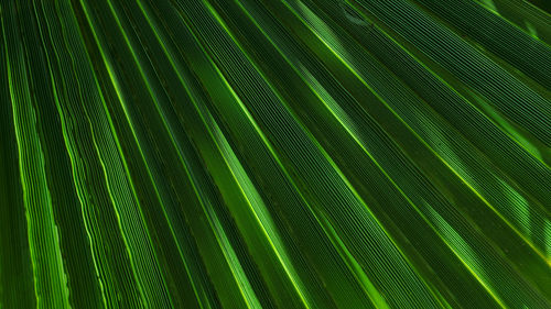 Full frame shot of palm tree leaves