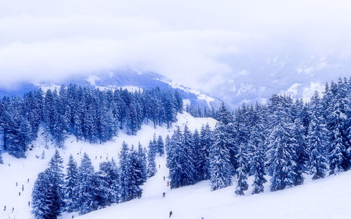 Snow covered trees against sky