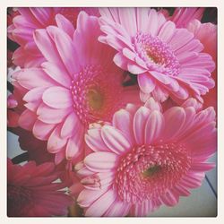 Close-up of pink flowers