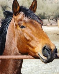 Close-up portrait of horse