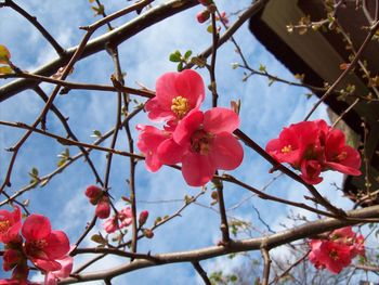 Close-up of pink cherry blossoms in spring