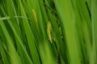 Full frame shot of grass