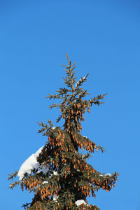 Low angle view of tree against clear blue sky